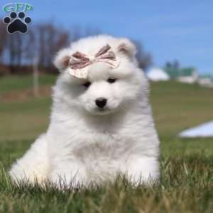 Millie, Samoyed Puppy
